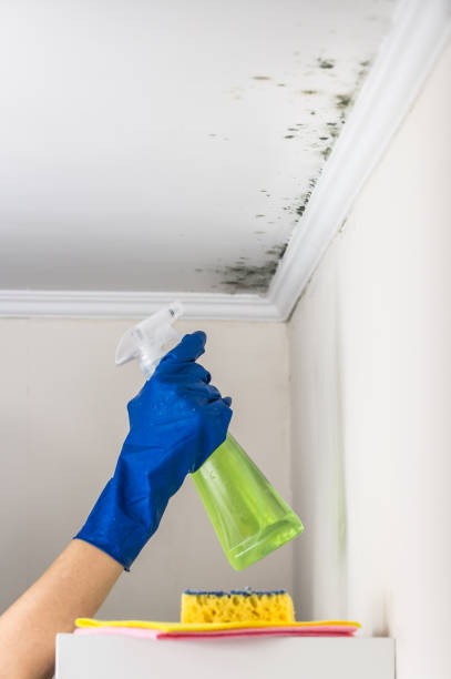 Best Biohazard Mold Removal  in Fayetteville, GA